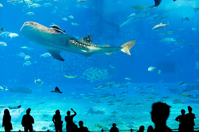 Churaumi Aquarium, Okinawa, Japan
