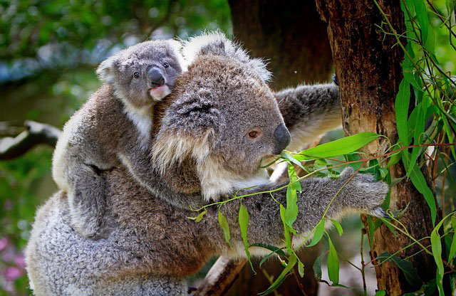 Gold Coast Attractions - Cuddle a Koala