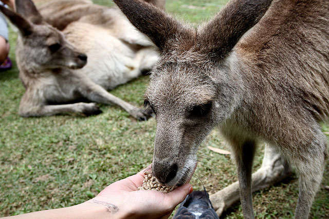 Gold Coast Attractions - Hand Feed Kangaroos.
