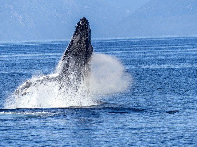 Gold Coast Attractions - Whale Watching.