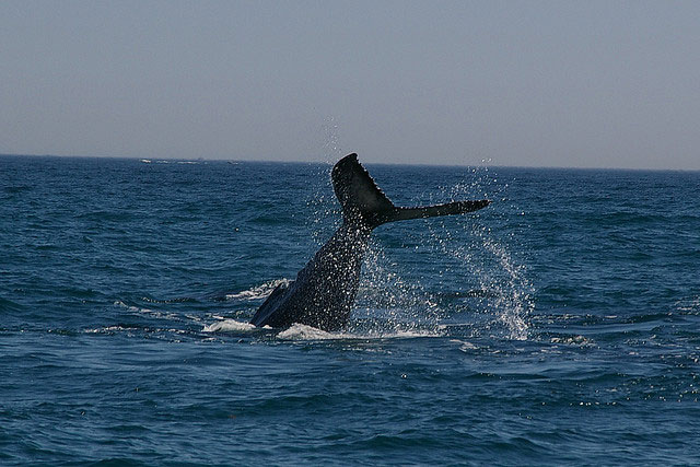 Whale watching