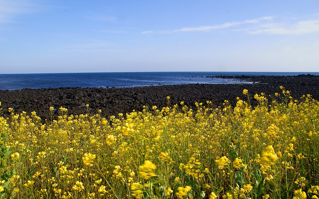 Rapeseed fields, Jeju, South Korea