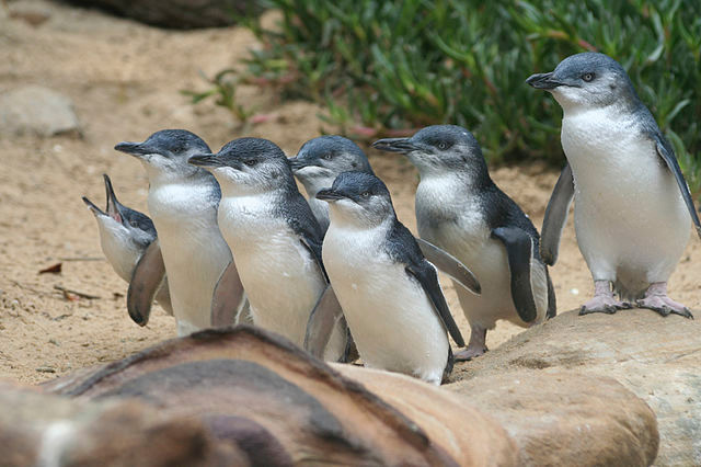 Penguin Parade at Phillip Island, Australia