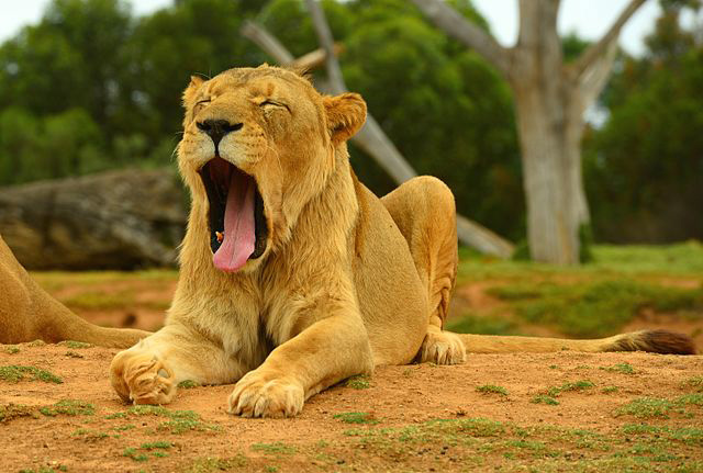 Werribee Open Range Zoo.