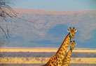 South Africa Free & Easy Packages