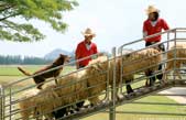 Thailand Tour Package from Apple World Travel