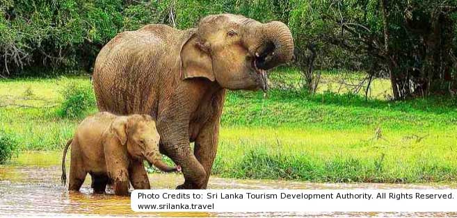 Sri Lanka Land Tour from C&E Holidays