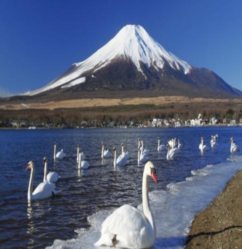 Japan Free & Easy Package from Chan Brothers Travel