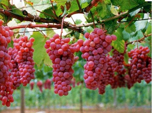 China Tour Package from Chan Brothers Travel