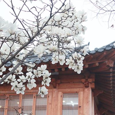 Korea Free & Easy Package from Chan Brothers Travel