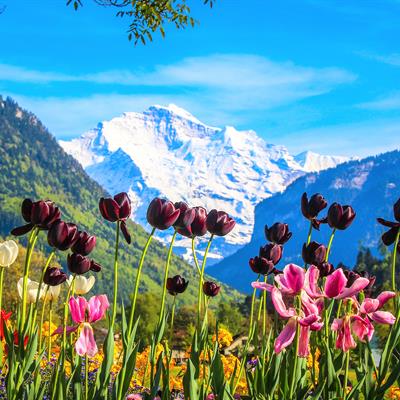 Switzerland Tour Package from Chan Brothers Travel