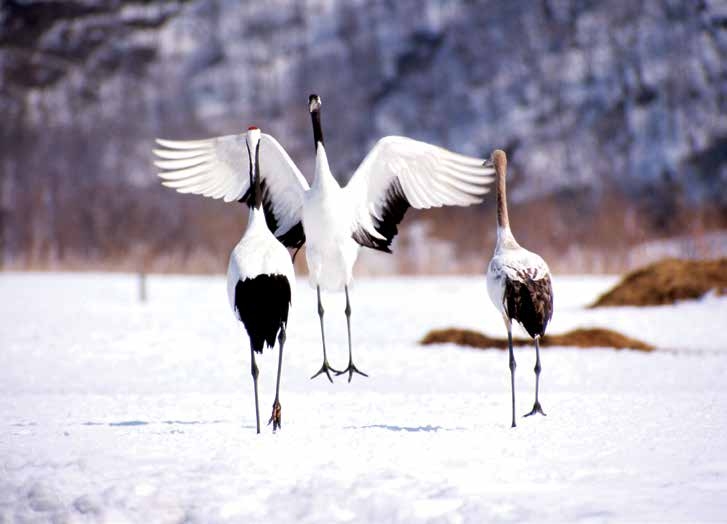 Hokkaido Travel Package Hokkaido Travel Package