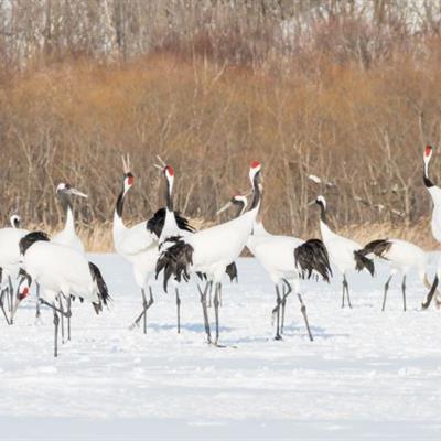 Japan Tour Package from Chan Brothers Travel