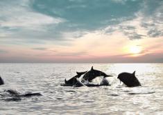 Indonesia Free & Easy Package from CTC Travel