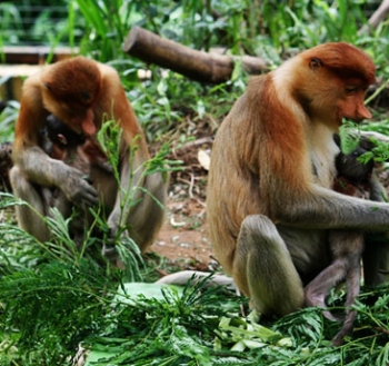 Malaysia Land Tour from Nam Ho Travel