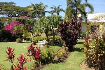 St Kitts and Nevis Activity from Viator