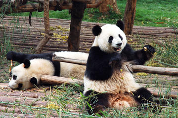 China Activity from Viator