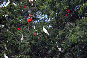 Guyana Activity from Viator