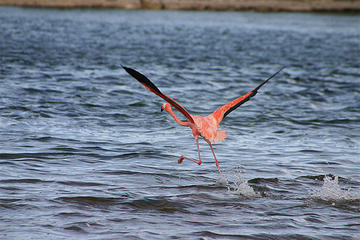Bonaire Activity from Viator