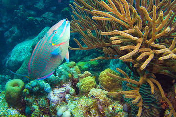 Bonaire Activity from Viator