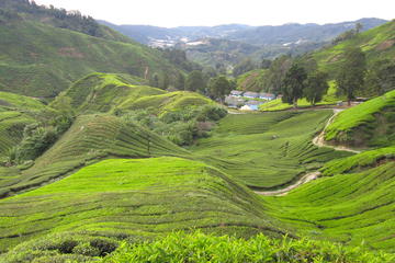 Malaysia Activity from Viator