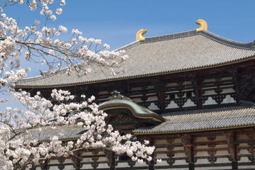 Japan Activity from Viator