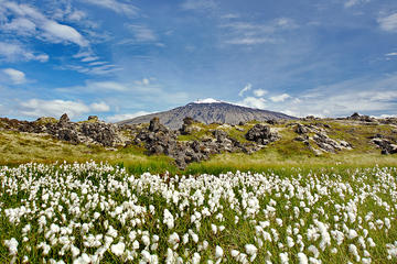 Iceland Activity from Viator