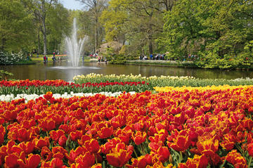Netherlands Activity from Viator