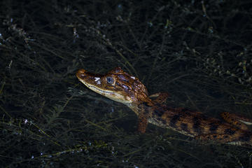 Panama Activity from Viator