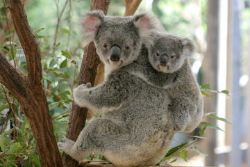 Australia Activity from Viator