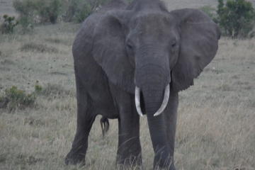 Kenya Activity from Viator