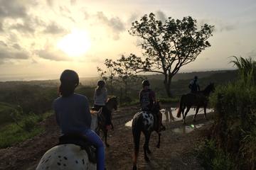 Guadeloupe Activity from Viator