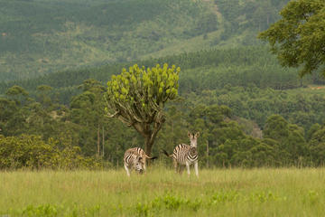 Mozambique Activity from Viator