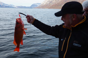 Greenland Activity from Viator