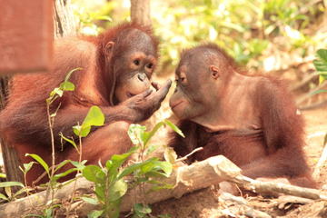 Orangutan Island Penang Tour Orangutan Island Penang Tour