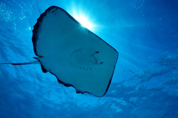 Turks and Caicos Islands Activity from Viator
