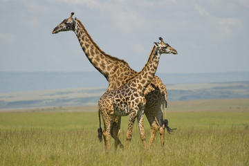 Kenya Activity from Viator