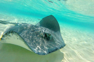 Cayman Islands Activity from Viator