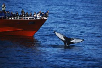 Iceland Activity from Viator