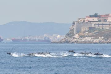Gibraltar Activity from Viator